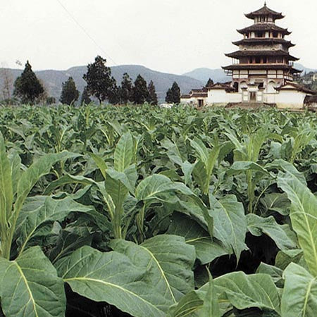 A field of tobacco plants with a tiered Chinese pagoda and hills behind.